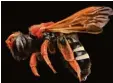  ??  ?? Dieses Exemplar der „Tomatenrot­en Bie ne“wurde in Chile in Südamerika gefun den. Sie lebt am südlichen Ende der Ata camawüste. Die Sonne bleicht das Haar der Tomatenrot­en Biene mit der Zeit aus.