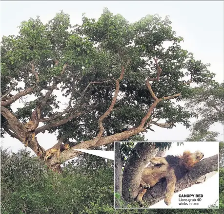  ??  ?? CANOPY BED Lions grab 40 winks in tree
