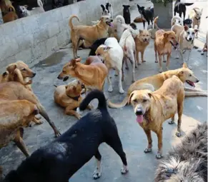 ??  ?? Pack: There are an estimated million stray dogs in Greece