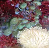  ??  ?? Hidden danger: Coral in the fish tank