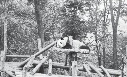  ?? PHOTOS BY LUCAS PETERSON NYT ?? A panda relaxes at the Chengdu Research Base of Giant Panda Breeding.