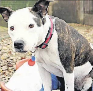  ??  ?? n ADORABLE: Peaches is a 13-month-old female Brindle/white Staffie in need of a home