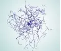  ??  ?? The newly-discovered brain cells control the communicat­ion between other brain cells.