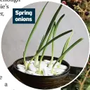  ??  ?? Spring onions