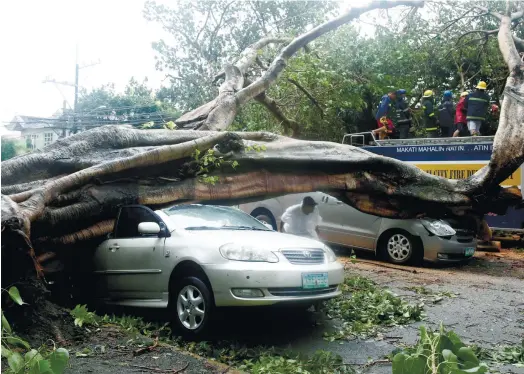  ?? (AP FOTO) ?? TYPHOON’S WRATH. Firemen remove the branches from a fallen tree which fell on two cars at the onslaught of typhoon Glenda, which battered Makati City. The typhoon left at least seven people dead and knocked out power in many areas, but it spared the...