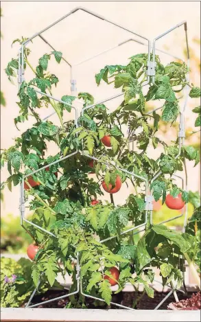  ?? Gardener’s Supply Company photo ?? Set tomato stakes or towers in place at the time of planting and make sure they are strong and tall enough to support the mature plants.