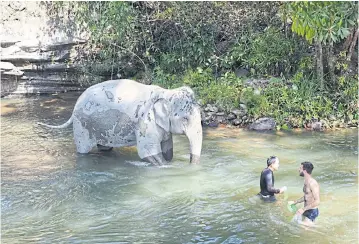  ??  ?? Bathing with a new friend at the Elephant Jungle Sanctuary.