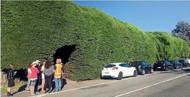  ?? PHOTO: JOEL MAXWELL/FAIRFAX NZ ?? The cars parked along the front of the Osbornes’ Waikanae Beach hedge to stop an arborist from getting their clippers on the macrocarpa greenery.