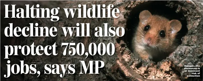  ?? Pictures: ADAM GERRARD & GETTY ?? Danger...the dormouse is at imminent risk of extinction