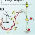  ??  ?? NEW AGRICULTUR­AL PLANT SPECIES CRISPR