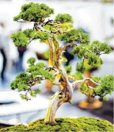  ?? Archivbild: Alexander Kaya ?? Sieht aus wie ein großer Baum, ist aber klein. Die Bonsaifreu­nde geben Rat, wie man den Baum richtig zieht.