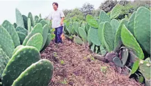  ??  ?? La productore­s de Milpa Alta que presenten alguna pérdida contarán con el apoyo de Sederec.