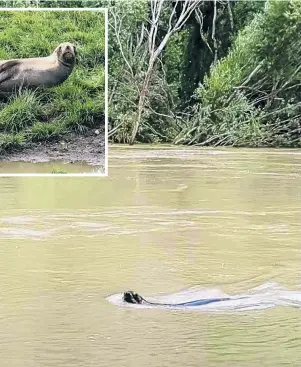  ?? PHOTO: GEMMA CHENAI ?? Looking for love in all the wrong places? . . . A young male New Zealand sea lion swims in the Taieri River at Outram Glen on Monday.