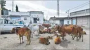  ?? HT FILE/ARUN SHARMA ?? A herd of cows rests at Mota Samdhiyala village in Una, Gujarat.