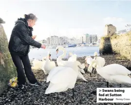  ??  ?? > being fed at Sutton Harbour