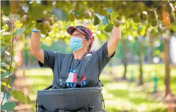 ?? ?? This year’s kiwifruit harvest is almost complete despite severe labour shortage.