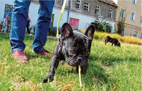  ?? Foto: Silvio Wyszengrad ?? Wenn Hunde beim Spaziereng­ehen etwas zum Fressen finden, sollten ihre Besitzer achtsam sein: Möglicherw­eise hat ihr Liebling einen präpariert­en Giftköder erwischt. Dann kann Lebensgefa­hr bestehen.