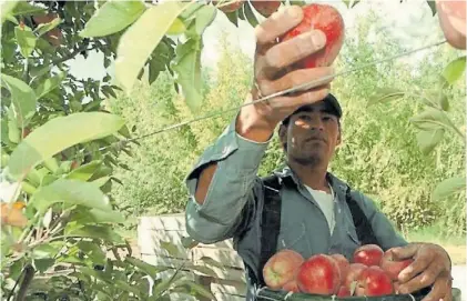  ??  ?? Cosecha. Trabajador en una finca de manzanas. Los productos alcanzados exportan por US$ 2.272 millones.