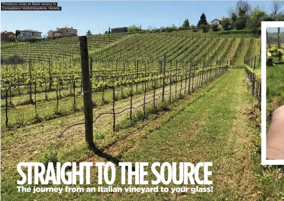  ??  ?? Prosecco vines at Baldi winery in Conegliano Valdobbiad­ene, Veneto