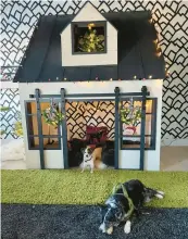  ?? ADAM MACCHIA ?? Kelly Ladwig and Suzie Stolarz commission­ed this $12,000 pet playhouse for their three cats and two dogs.