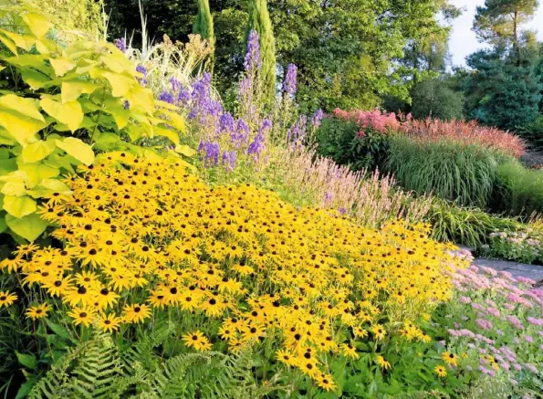  ??  ?? WAVES OF GOLD (clockwise from above) Rudbeckia ‘Goldsturm’ with catalapa ‘Aurea’ and persicaria; Cornus controvers­a ‘Variegata’ above miscanthus and red spikes of persicaria; ricinus ‘Carmencita’; Stipa gigantea, persicaria ‘Red Dragon’, lobelia and anemone ‘Hadspen Abundance’ INSET Japanese anemone