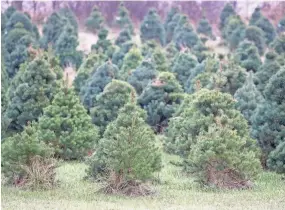  ?? GREG SWIERCZ/SOUTH BEND TRIBUNE ?? Christmas trees grow at Flickinger Farms near Wakarusa. The city of South Bend will recycle residents' trees into mulch and compost for the month of January.