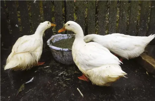  ??  ?? Whether eating a vegetable mash or feed, ducks will need water to help them digest food.