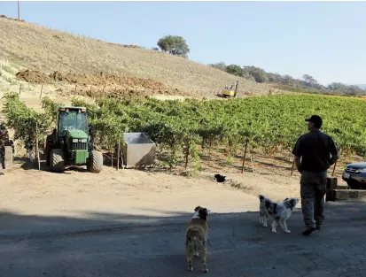  ??  ?? Partner Bret Munselle of Munselle Vineyards stands with his dogs and looks out at the hillside where he lost about half of the young vines he just planted. — IC