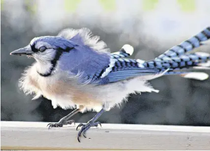  ??  ?? This Jay had the right idea . . . stay low when the wind blows. This awesome photo was taken by Lee Edgar in Cole Harbour, N.S.