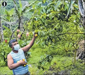  ?? Fotos: Yadira Illescas / EXTRA ?? 1. Luis Flores aprovecha el fruto para elaborar dulces, membrillos, melcochas y más golosinas. 2.- Turistas pueden conocer el proceso de creación de productos.