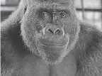  ??  ?? Sam Rockwell voices the title silverback gorilla in “The One and Only Ivan.” DISNEY