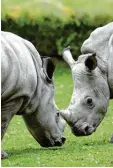  ?? Foto: Wyszengrad ?? Jungtiere im Augsburger Zoo: Kibo (links) und Keeva.