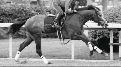  ?? COADY PHOTOGRAPH­Y ?? Petrov, the runner-up in the Southwest Stakes last month, works Friday for the Grade 2 Rebel.