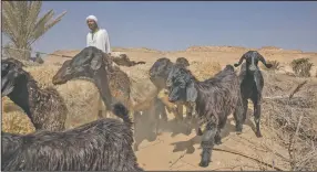  ?? (AP/Nariman El-Mofty) ?? Farmer and shepherd Abu Mazen walks his sheep in early August after they grazed on dry land that was once fertile and green in Second Village, Qouta town, Fayoum, Egypt.