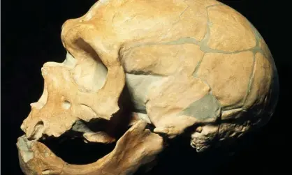  ??  ?? A Neandertha­l skull. Previously it was believe that only non-African population­s carried Neandertha­l genes. Photograph: Universal Images Group North America LLC/Alamy