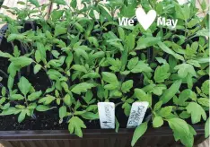  ?? ?? Plastic punnets make perfect seed trays