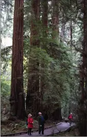  ?? BRIAN VAN DER BRUG/LOS ANGELES TIMES FILE PHOTOGRAPH ?? Visitors on the Fern Creek Trail look up at giant redwood trees at Muir Woods National Monument on Nov. 12, 2015.