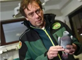  ?? FOTO SERGE MINTEN ?? Sil Janssen van Natuurhulp­centrum met een van de door hem opgevangen duiven.