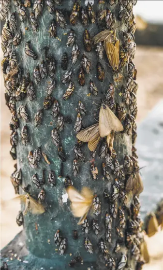  ?? Stephen Lam / Special to The Chronicle ?? California oak moths congregate on a picnic table at Mosswood Park in Oakland.