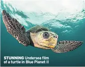  ??  ?? STUNNING Undersea film of a turtle in Blue Planet II