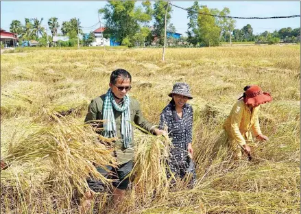  ?? YANG SAING KOMA VIA FB ?? Yang Saing Koma visits a rice field in the province in the recent past.