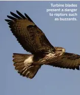  ??  ?? Turbine blades present a danger to raptors such as buzzards.