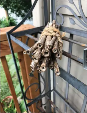 ??  ?? In her Nebraska garden, her bee nest bundles.
(Jennifer Hopwood/Xerces Society/via The Washington Post) conservati­on specialist Jennifer Hopwood uses old stems of ironweed for