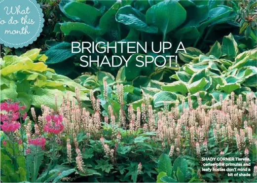  ??  ?? SHADY CORNER Tiarella, cerise-pink primulas and leafy hostas don’t mind a bit of shade