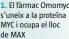  ?? ?? El fàrmac Omomyc s’uneix a la proteïna MYC i ocupa el lloc de MAX