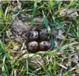  ?? Fotos: A. Klose, M. Baumgartne­r (Archiv) ?? Kiebitze stehen inzwischen auf der Roten Liste der bedrohten Arten. Mit bloßem Auge sind ihre Nester im Acker kaum zu erkennen. Um die Eier zu schützen, mar‰ kieren Vogelschüt­zer die Nester.