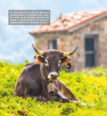  ?? ?? El recorrido por el valle del Nansa va descubrien­do la Cantabria más rural. En medio de un genuino escenario de montes y praderas pacen las vacas tudancas autóctonas, de pelaje oscuro.