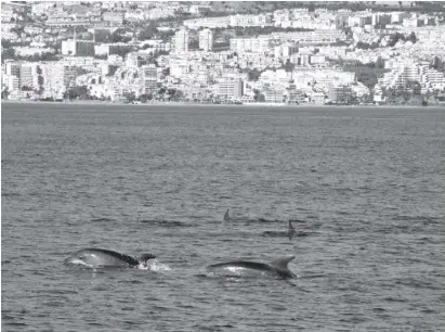  ?? Fotos: Rocío del Arce ?? Häufig konnten die Teilnehmer von Walbeobach­tungstoure­n vor Fuengirola­s Küste Finnwale und vor Benalmáden­as Küste Große Tümmler (siehe Foto) sichten.