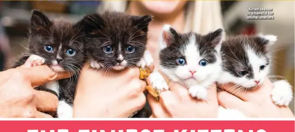  ?? ?? Kitten season is a handful for animal shelters