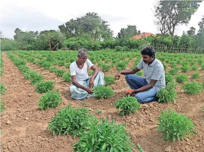  ??  ?? File picture of a farmer who also depends on microfinan­ce.